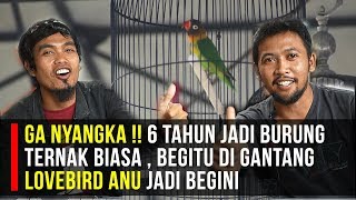 GA NYANGKA  6 TAHUN JADI BURUNG TERNAK BIASA  BEGITU DI GANTANG quot LOVEBIRD ANU quot JADI BEGINI [upl. by Lindsey]