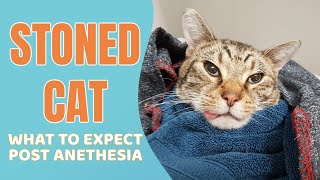 What to expect when your cat is recovering from anesthesia [upl. by Akenna978]