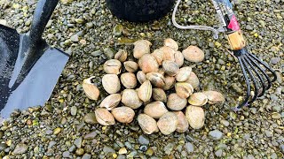 Clam digging in the early spring  Puget sound clam digging in Washington State [upl. by Anisamot366]