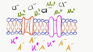 Ruhepotential [upl. by Nnaitsirhc]