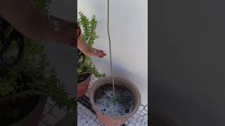 Meetha Neem Ki Pruning shorts youtubeshorts [upl. by Akyre]