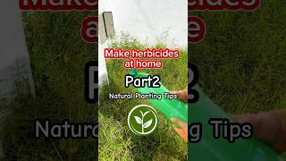 Make herbicide at home shortvideo plants youtubeshorts farming viralvideo video foryou [upl. by Newcomer637]