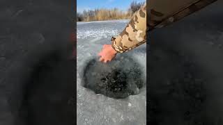 icefishing outdoors fish fishing food [upl. by Yatnuahc]