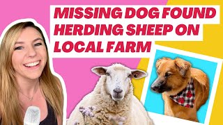 Missing dog found herding sheep on local farm in Idaho [upl. by Nedlog697]