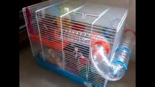 Hamster cage accessories from Pets at Home [upl. by Josselyn]