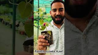 Visit Saharanpur for Fuchsia flower fuchsia flowers planting decoration garden farming [upl. by Accire]