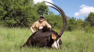 Hunting Sable Antelope in South Africa [upl. by Modeerf]