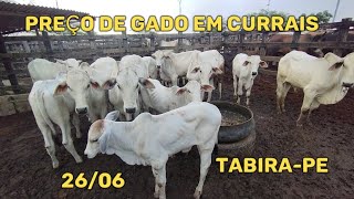 Preços de gado em currais em TabiraPE 260624 [upl. by Marieann]