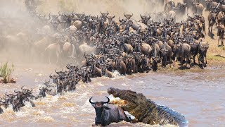 Incredible Wildebeest Migration crossing the Mara River  WHAT HAPPENS NEXT [upl. by Haleigh485]