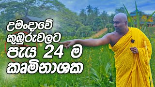 උමංදාවේ කුඹුරුවලට පැය 24 ම කෘමිනාශක [upl. by Esirtal]