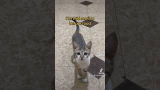 Wildes food baby🤰🏽🤣 cute cat kitten catshorts catlover animals pets catvideos cats [upl. by Jamila]