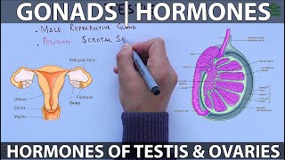 Gonads and Hormones [upl. by Asert]