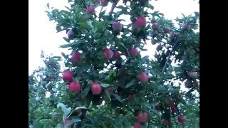 Pruning and Training Apple Trees [upl. by Tiduj]