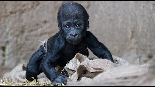 Mignons bébés animaux Debout pour la première fois et faire vos premiers Compilation HD VIDEO [upl. by Anirroc]