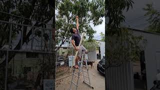 Ricos Los Mangos en Mi Casa En Chalatenango El Salvador [upl. by Ima]