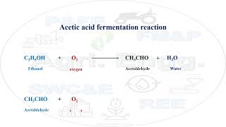 Acetic acid fermentation reaction fermentation aceticacid biochemistry microbiology engineering [upl. by Lindberg]