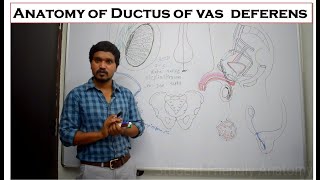 Anatomy of Ductus deferens  Blood supply  Nerve supply amp Clinical anatomy [upl. by Anayia]