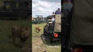 LION🦁 Coming 🔥🔥africa wildlife shortsfeed shortsvideo viralshort viralvideo [upl. by Dwayne]