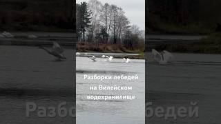 Разборки лебедей между собой кто главнее лебедь птицы милоевидео birds swans swan бит swan [upl. by Deehahs55]