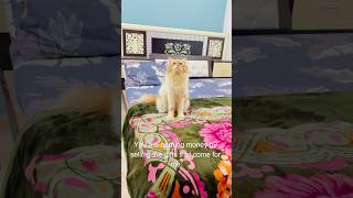 Billu se cheating😳😳 cat catcomedy billucat sajidcat billicomedy catvideos catlover billug [upl. by Leahci]