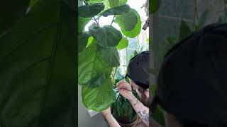 Fiddle Leaf Fig Air Layering Experiment [upl. by Carboni188]