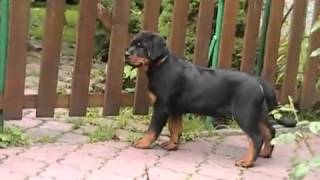 Rottweiler Sweet Sznupcia [upl. by Neyut]