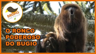 O poderoso ronco do macaco bugio Alouatta clamitans [upl. by Aleakcim]