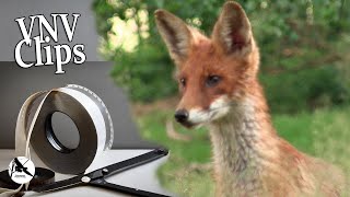 Fips der Fuchs UNCUT Voßmoor Natur Vlog Clips [upl. by Drugi83]