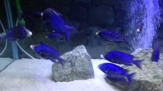 Placidochromis Phenochilus Mdoka White Lips African cichlids [upl. by Krigsman89]