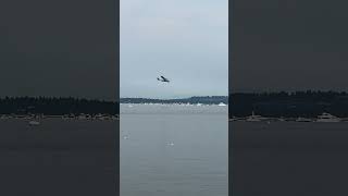 Here are some of the highlights of the Seafair air show Seattle 2024 seafair america airshow [upl. by Sukul]