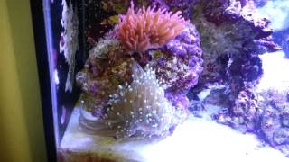 Anemone is on the move Wild saltwater REEF tank [upl. by Alverta]