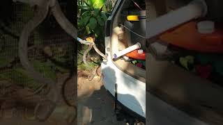 Removed a Snouted Cobra from peoples residence in Phalaborwa [upl. by Valle]