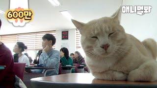 우리 대학엔 수강신청 성공하는 귀여운 고양이 선배님이 살고계셔ㅣStory of How Cat That Near Death Became a cute College Student [upl. by Marcia]