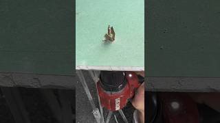 SelfDrilling Drywall Anchor  Easy Installation with SelfTapping Expansion Screws [upl. by Radu]