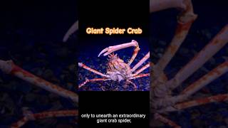 A giant crab spider shorts spiderman spidercrab video [upl. by Stephannie]