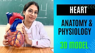 Heart 3D Model  Anatomy and Physiology in Hindi heart anatomy [upl. by Nollahp]