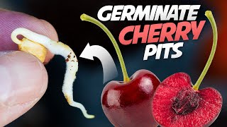 How To Germinate Cherry Seeds That Works every Time  Growing Cherry Trees From Seeds [upl. by Anallij]