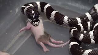 The King Snake From California  Warning Live Feeding [upl. by Carline]