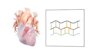 PhotoFix PhotoOxidation vs Glutaraldehyde Fixation [upl. by Lysander]