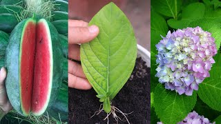 Try this new method of growing hydrangeas  I believe it will suit you [upl. by Yrtua]