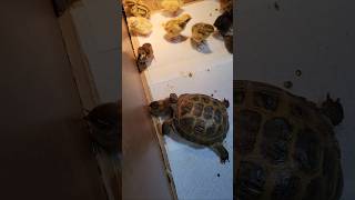 Scaredy tortoise meets quail chicks 1st time cute [upl. by Klemens]