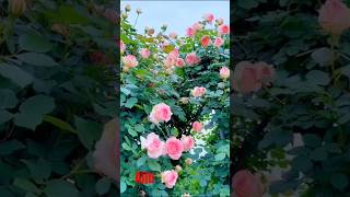 music song rose kashmir travel nature [upl. by Nnaesor]