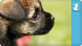 80 Seconds of Cute Lovable Border Terrier Puppies [upl. by Mohandis76]