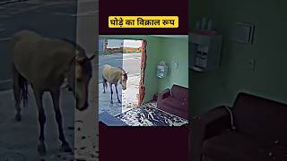 Ghode ka Vikraal Roop Dekho  Bahut khatarnaak  Pura Makan Ka Mirror Tod Diya [upl. by Eniawed211]