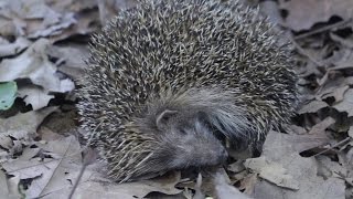 🦔 Erizo común Erizo Europeo Erinaceus europaeus  Un erinaceomorfo muy común 🦔 [upl. by Ihcur639]