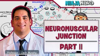 Musculoskeletal System  Neuromuscular Junction  Excitation Contraction Coupling Part 2 [upl. by Niwrud]