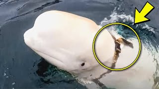 Beluga Tries To Get Attention From Fishing Ship – When Crew Notices They Immediate Follow [upl. by Beka]