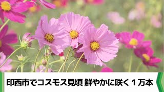 印西市でコスモス見頃 鮮やかに咲く１万本 「見て香って楽しんで」（20241007放送） [upl. by Giarc]