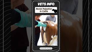 Rectal Palpation in Cattle shorts cattle dairy youytubeshorts [upl. by Elsy710]