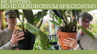 Repotting a bargain flowering sized Dendrobium speciosum [upl. by Haida989]